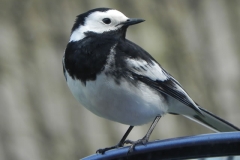 Pied Wagtail by Washford River (6)