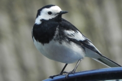 Pied Wagtail by Washford River (7)