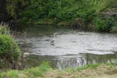River Yeo nature