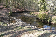 12. Flowing through Shortacombe Wood