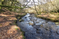 13. Flowing through Shortacombe Wood