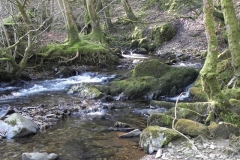 18. Flowing through Shortacombe Wood