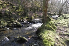 26. Downstream from Lyncombe Bridge