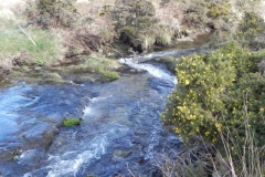 107. Upstream from Confluence with River Barle
