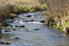 77. Flowing through Woolcombe Allotment