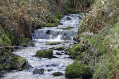 100. Flowing through Homebush Wood