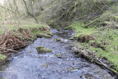 101. Flowing through Homebush Wood