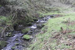 102. Flowing through Homebush Wood