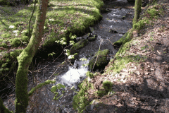 104. Flowing through Homebush Wood
