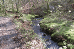 105. Flowing through Homebush Wood