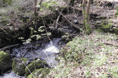 85. Flowing through Homebush Wood