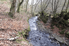 90. Flowing through Homebush Wood