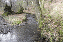 92. Flowing through Homebush Wood