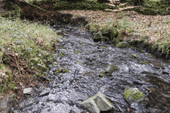 93. Flowing through Homebush Wood