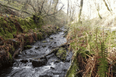 95. Flowing through Homebush Wood