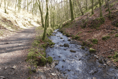 97. Flowing through Homebush Wood