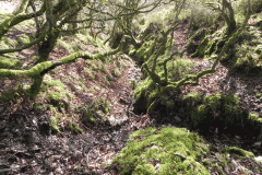 2. The early stream