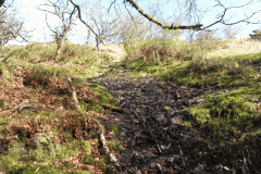 3. The early stream