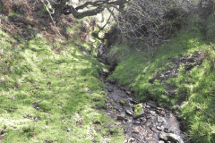 4. The early stream