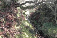 5. The early stream
