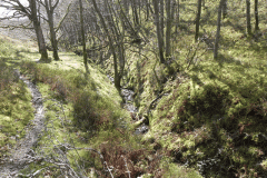 Flowing down Shillett Combe (1)