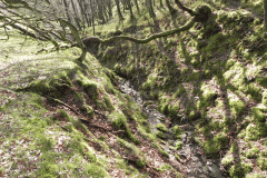 Flowing down Shillett Combe (2)