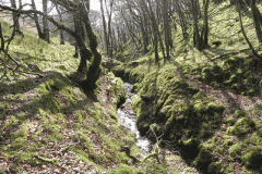 Flowing down Shillett Combe (3)