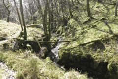 Flowing down Shillett Combe (4)