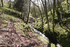 Flowing down Shillett Combe (5)