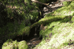 Flowing down Shillett Combe (6)