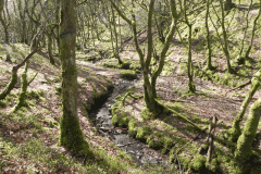 Flowing down Shillett Combes (1)