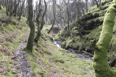 Flowing down Shillett Combes (10)
