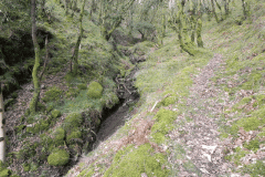 Flowing down Shillett Combes (11)