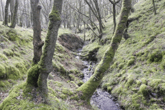 Flowing down Shillett Combes (12)