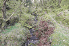 Flowing down Shillett Combes (13)