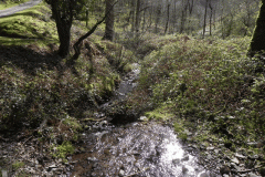 Flowing down Shillett Combes (16)