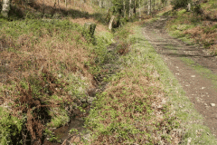 Flowing down Shillett Combes (23)