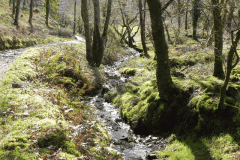 Flowing down Shillett Combes (25)