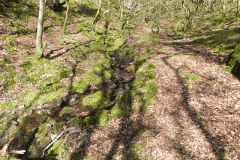 Flowing down Shillett Combes (3)