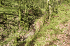 Flowing down Shillett Combes (6)