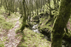 Flowing down Shillett Combes (7)