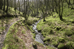Flowing down Shillett Combes (8)