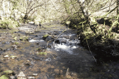 44. Flowing past Shircombe Brake