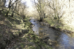 50. Flowing past Shircombe Brake