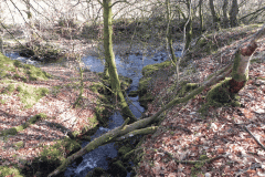 83. Waters joining from Longstone Combe