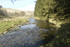71. Downstream from White Water Join