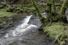 13. Flowing past West Hollowcombe Wood
