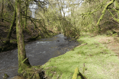 14. Flowing past West Hollowcombe Wood