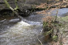 15. Flowing past West Hollowcombe Wood