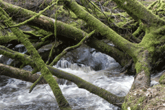 16. Flowing past West Hollowcombe Wood